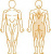 EN Dynamic 1/3 Back Trainer MDD